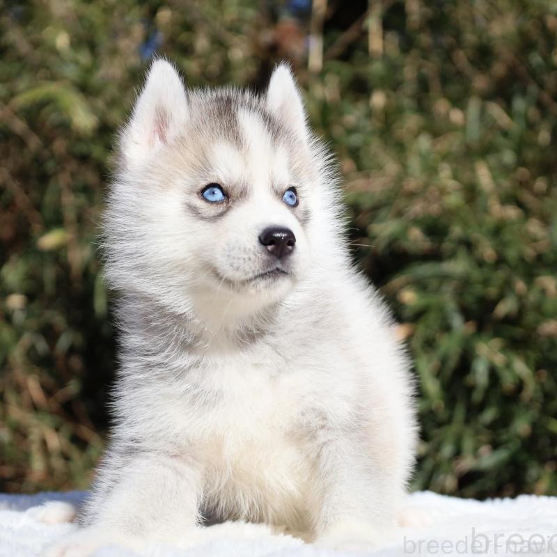 販売中の栃木県のシベリアンハスキー-453458の6枚目