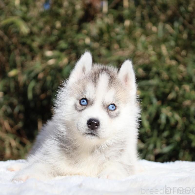 販売中の栃木県のシベリアンハスキー-453458の5枚目