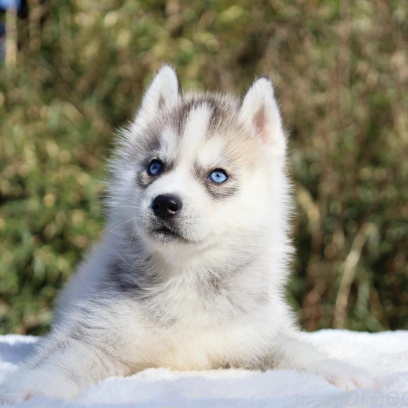 販売中の栃木県のシベリアンハスキー-453458の4枚目