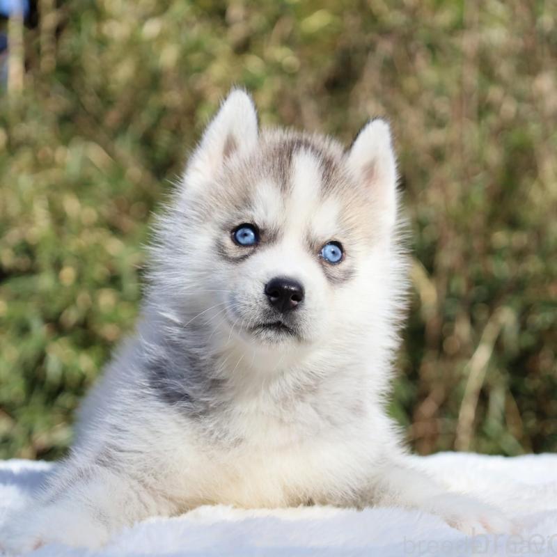 販売中の栃木県のシベリアンハスキー-453458の3枚目