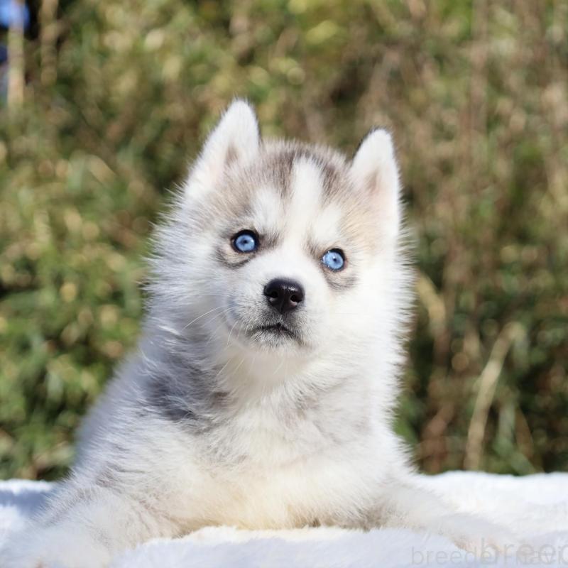 販売中の栃木県のシベリアンハスキー-453458の2枚目