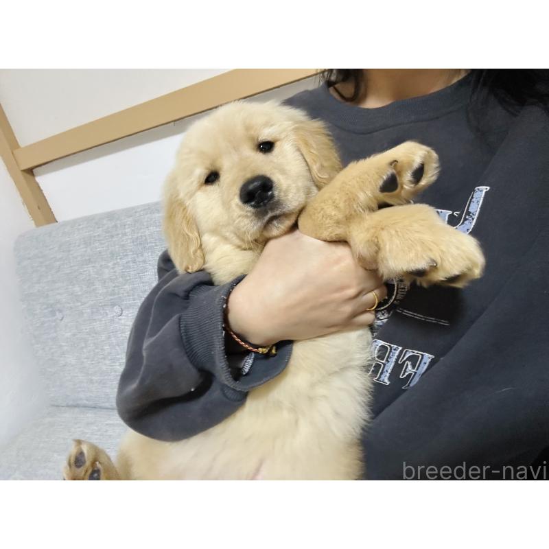 販売中の千葉県のゴールデンレトリーバー-440019の6枚目
