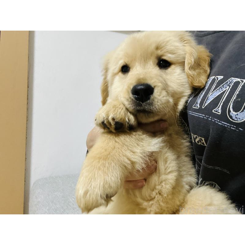 販売中の千葉県のゴールデンレトリーバー-440019の5枚目