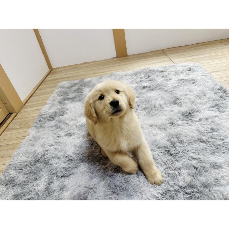 販売中の千葉県のゴールデンレトリーバー-440019の3枚目