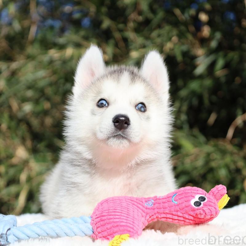 販売中の栃木県のシベリアンハスキー-453459の6枚目