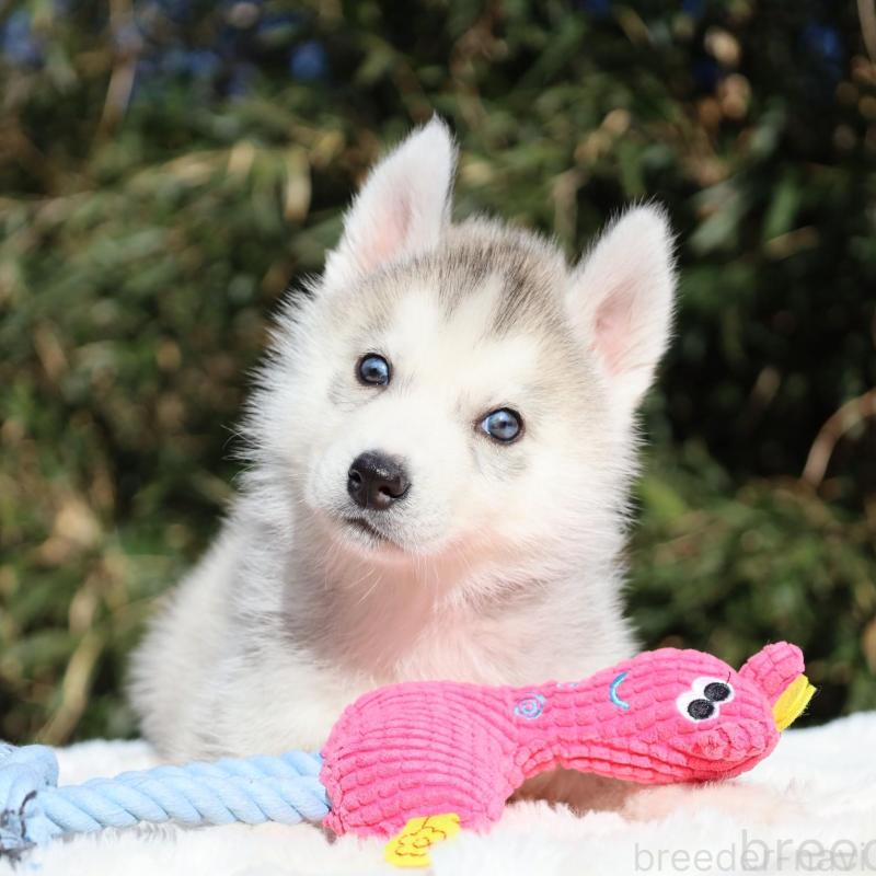 販売中の栃木県のシベリアンハスキー-453459の5枚目