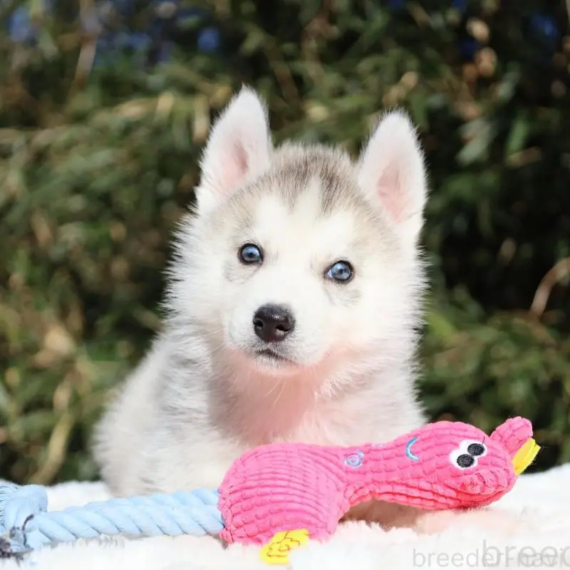 販売中の栃木県のシベリアンハスキー-453459の4枚目