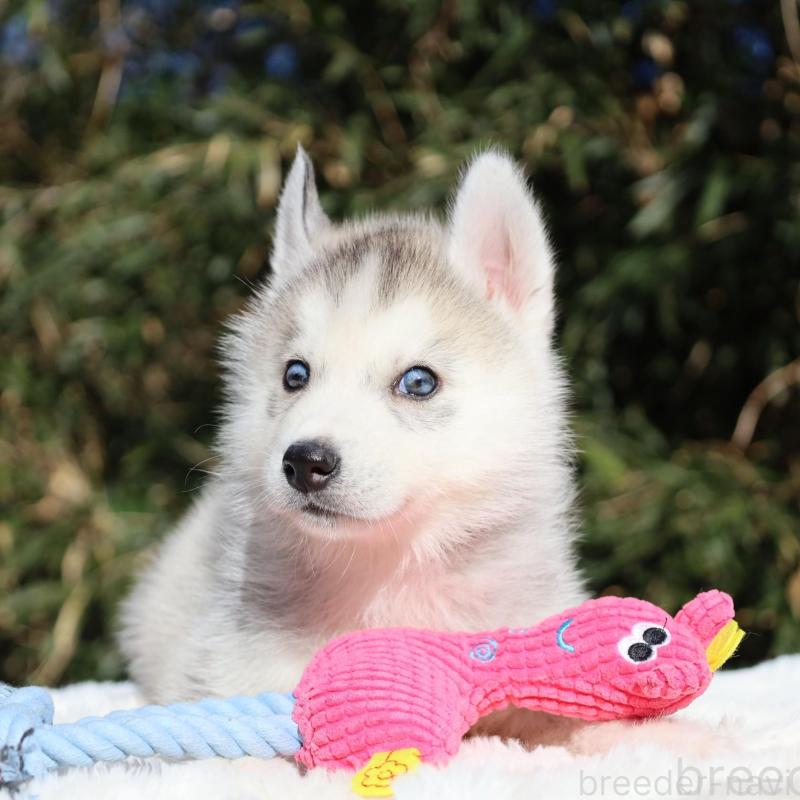 販売中の栃木県のシベリアンハスキー-453459の3枚目