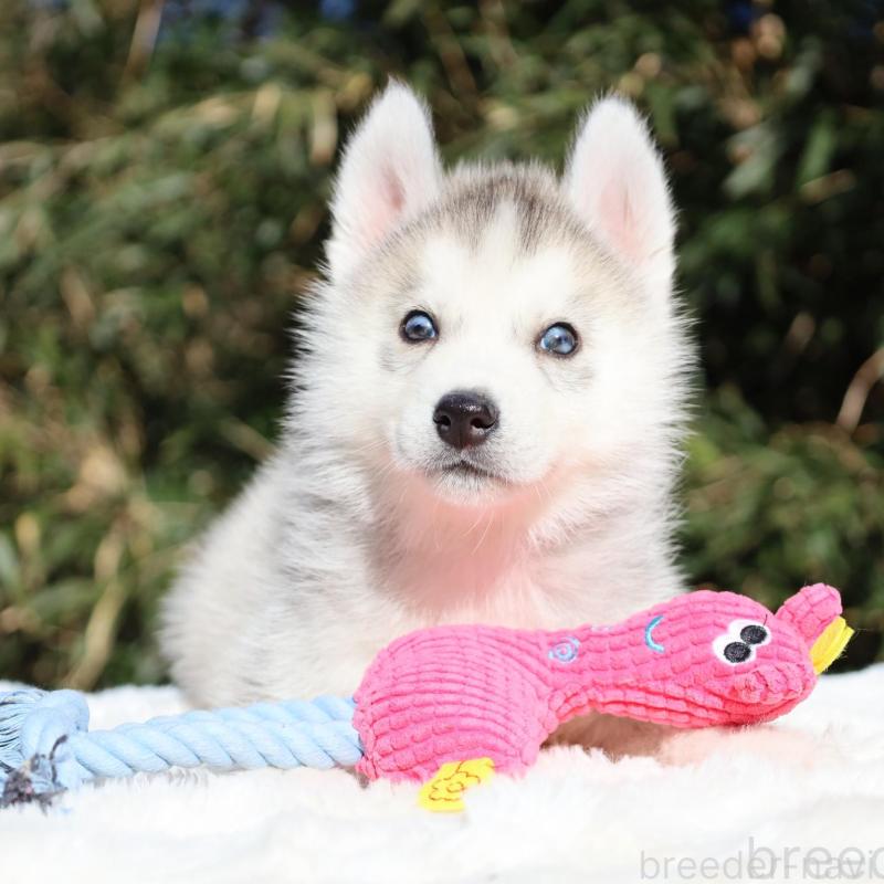 販売中の栃木県のシベリアンハスキー-453459の2枚目