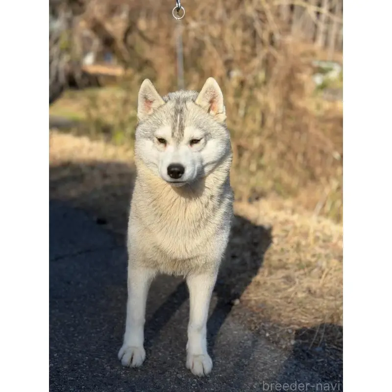 花梅ちゃん3枚目