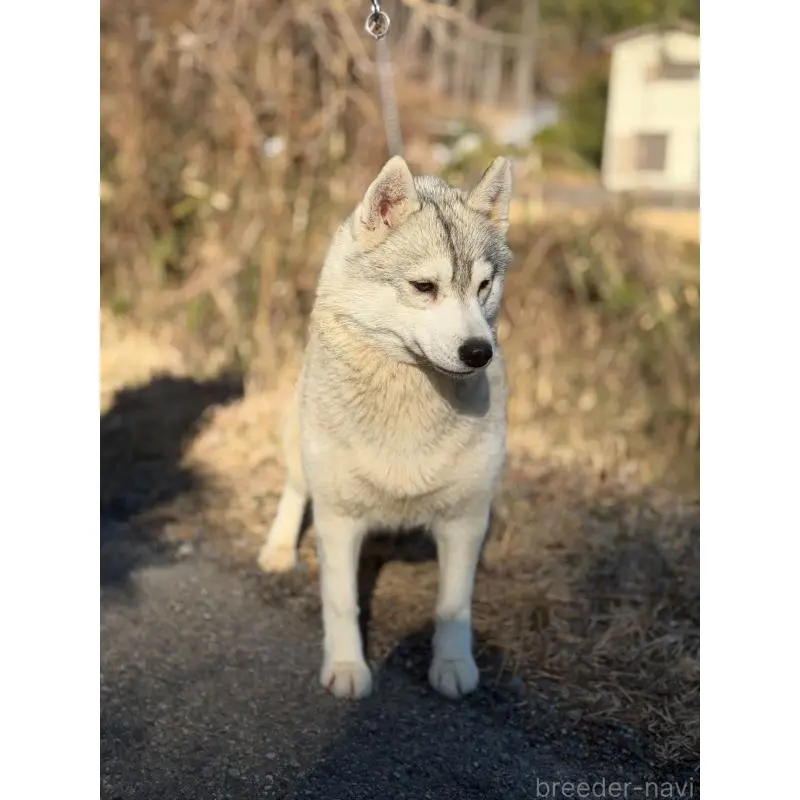 花梅ちゃん4枚目