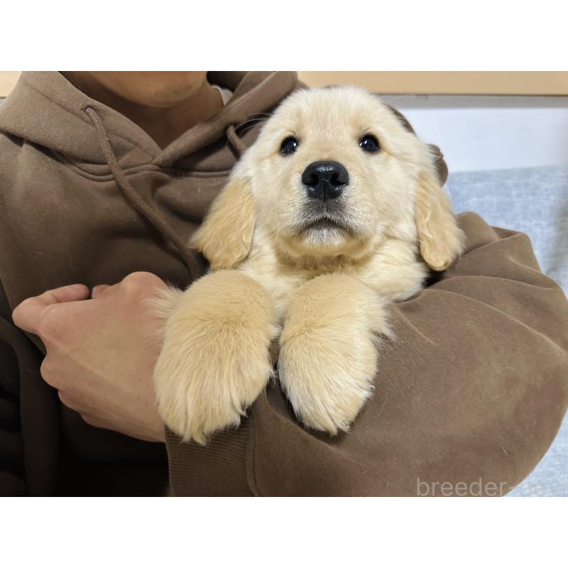 販売中の千葉県のゴールデンレトリーバー-440019の2枚目