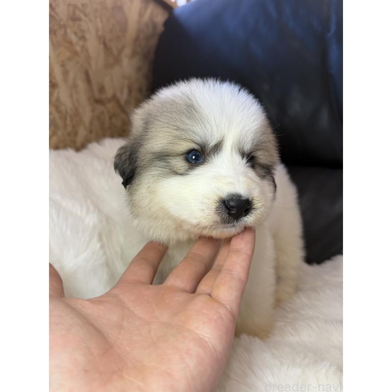 販売中の福岡県のグレートピレニーズ-453464の5枚目