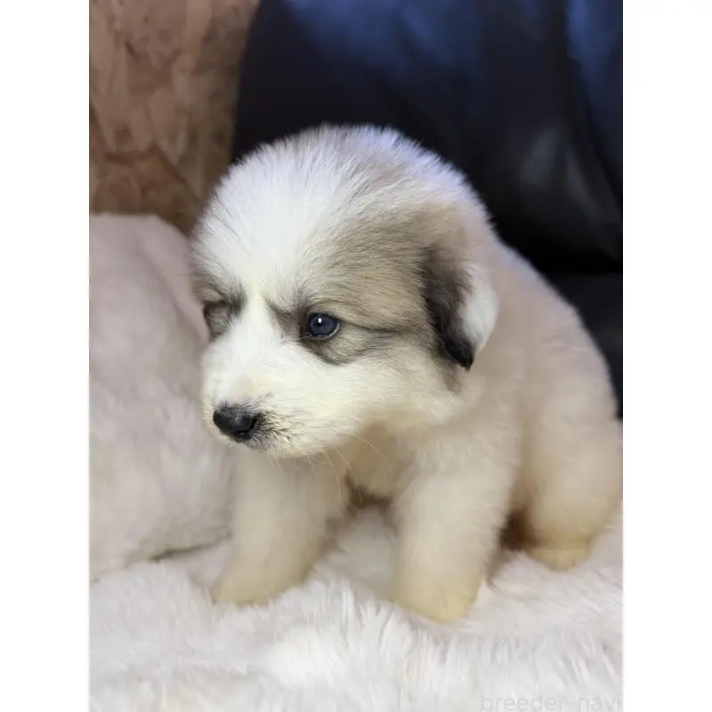 販売中の福岡県のグレートピレニーズ-453464の4枚目