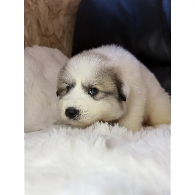 販売中の福岡県のグレートピレニーズ-453464の3枚目