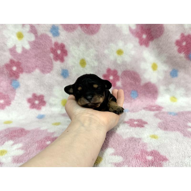 販売中の愛知県のチワプー:チワワ×トイプードル-453461の3枚目