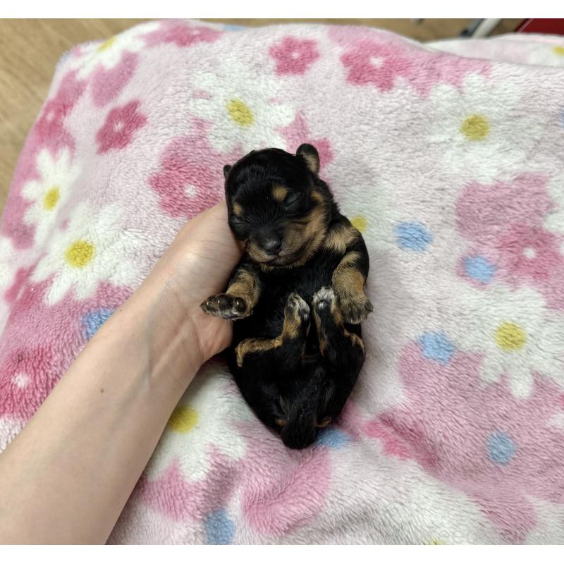 販売中の愛知県のチワプー:チワワ×トイプードル-453461の2枚目