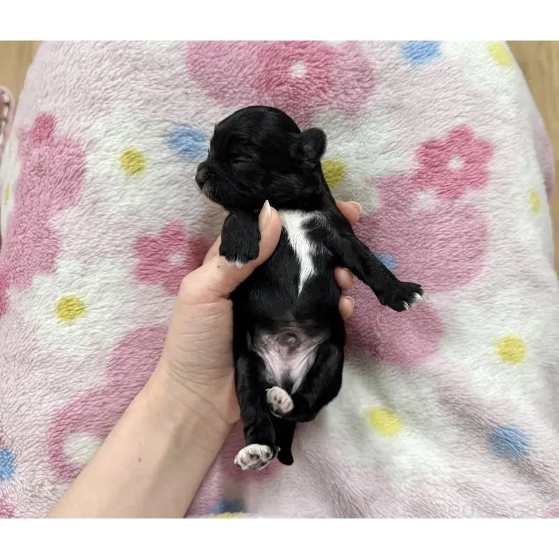 販売中の愛知県のチワプー:チワワ×トイプードル-453463の2枚目