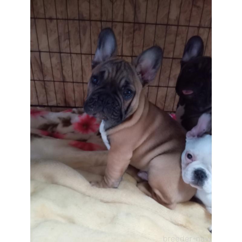 販売中の福岡県のフレンチブルドッグ-432185の2枚目