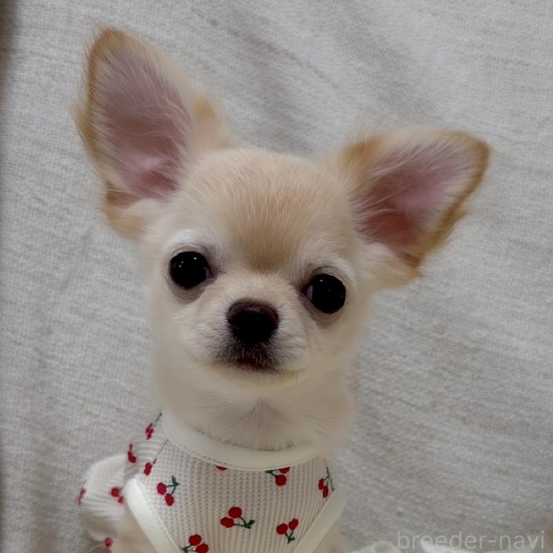 販売中の群馬県のチワワ(ロングコート)-448989