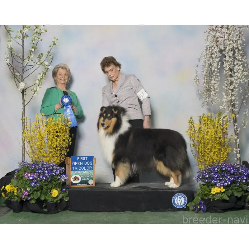 販売中の愛知県のラフコリー-453466の3枚目