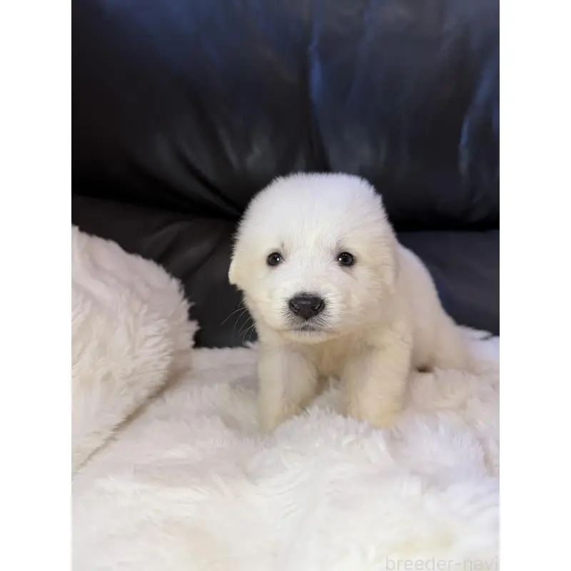 販売中の福岡県のグレートピレニーズ-453472の5枚目