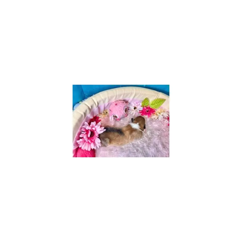 販売中の愛知県のラフコリー-453467の4枚目