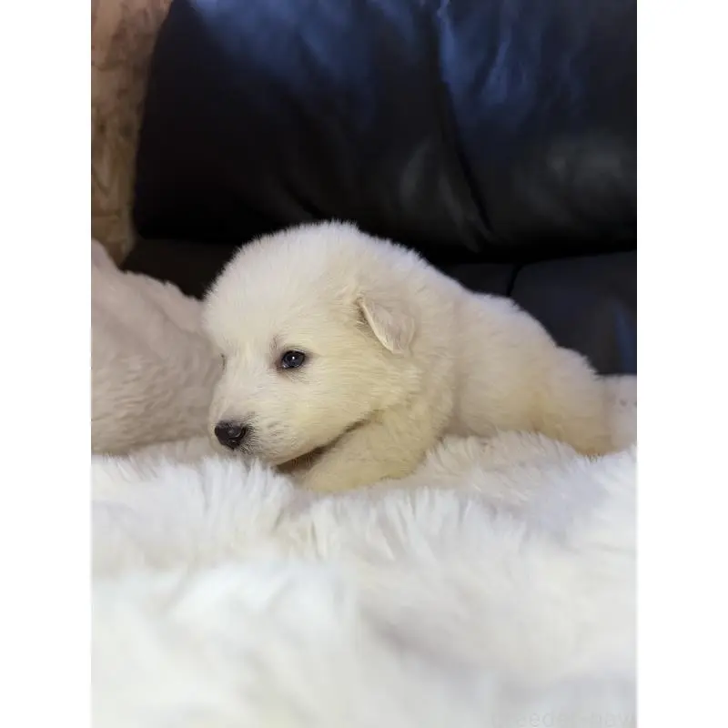 販売中の福岡県のグレートピレニーズ-453472の4枚目