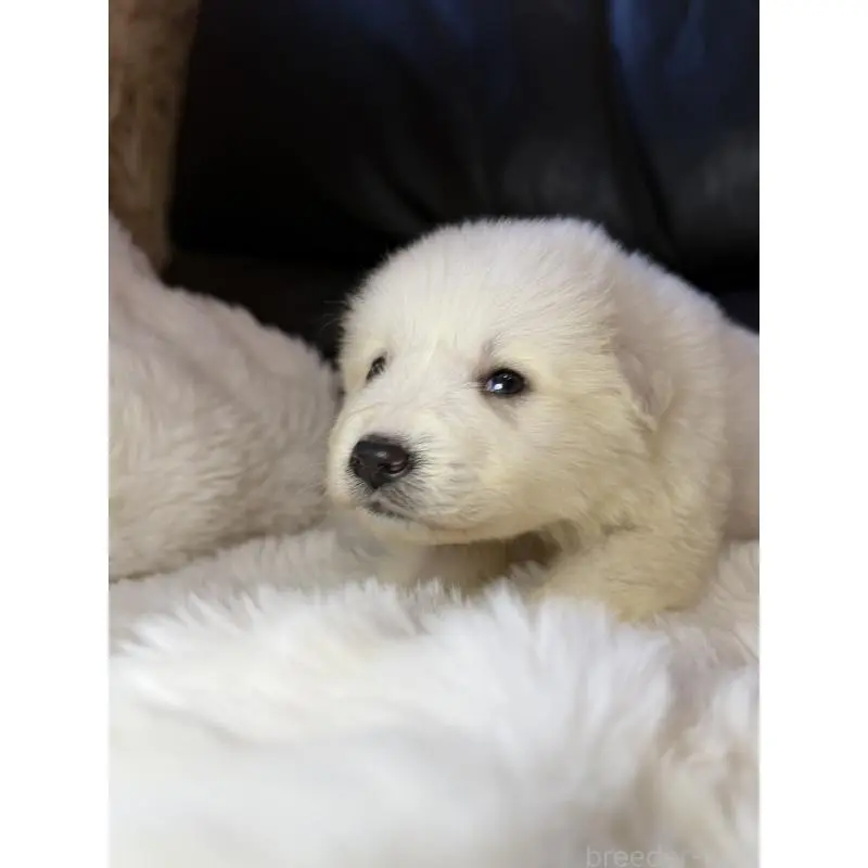 販売中の福岡県のグレートピレニーズ-453472の3枚目