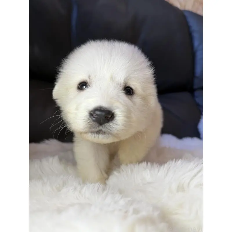 販売中の福岡県のグレートピレニーズ-453472の2枚目