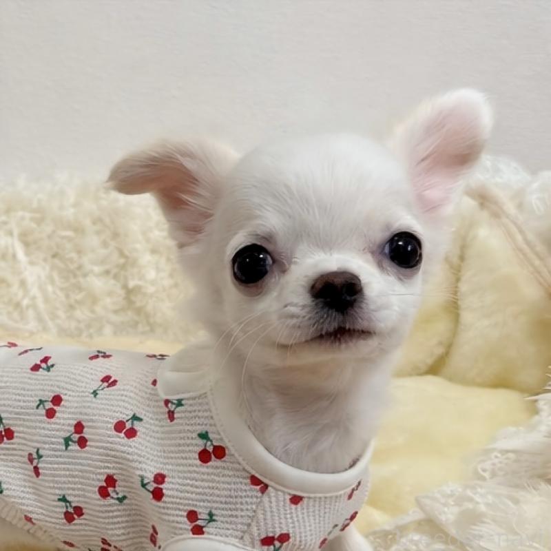 販売中の群馬県のチワワ(ロングコート)-448991