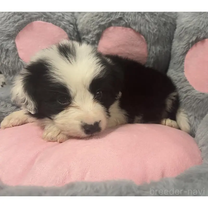 販売中の茨城県のボーダーコリー-453473の6枚目