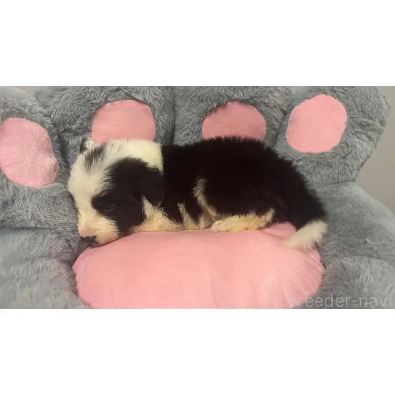 販売中の茨城県のボーダーコリー-453473の5枚目