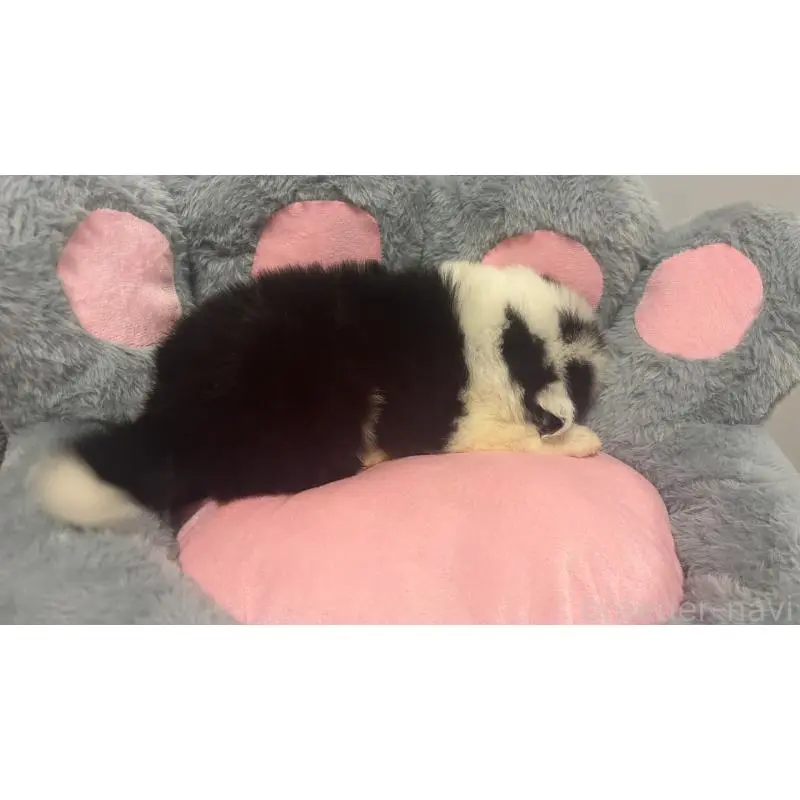 販売中の茨城県のボーダーコリー-453473の4枚目