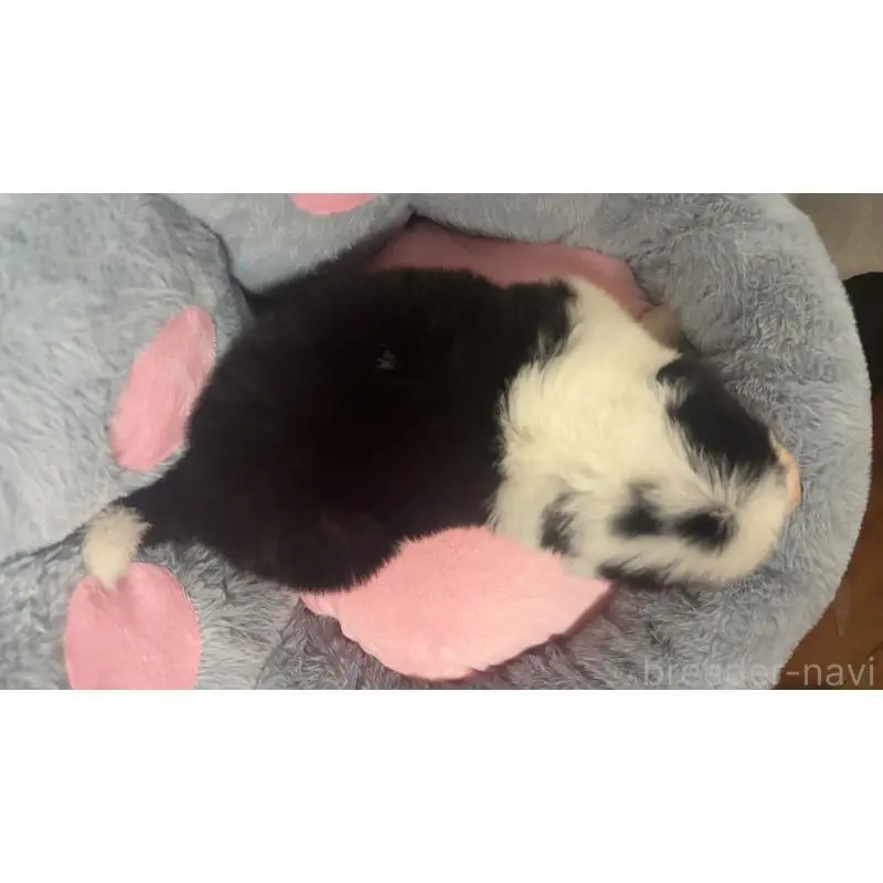 販売中の茨城県のボーダーコリー-453473の2枚目