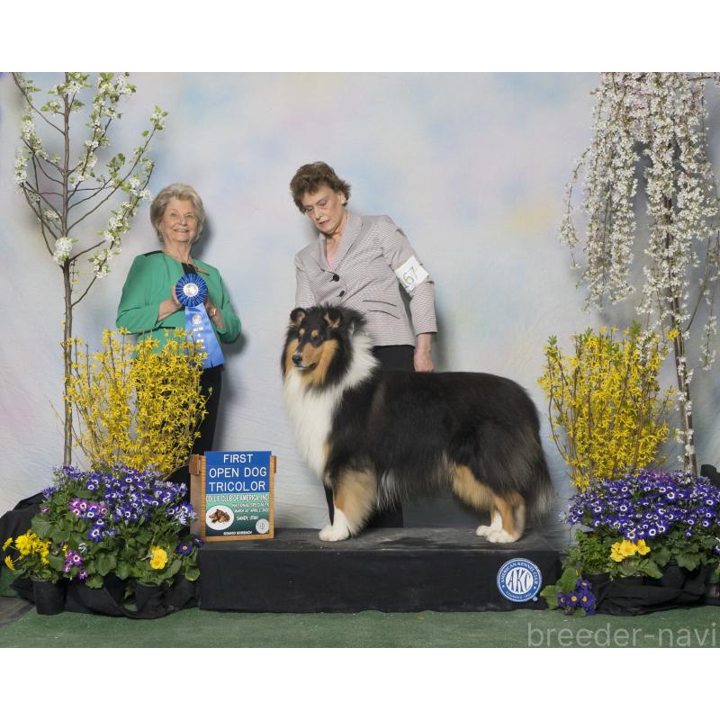 販売中の愛知県のラフコリー-453470の3枚目