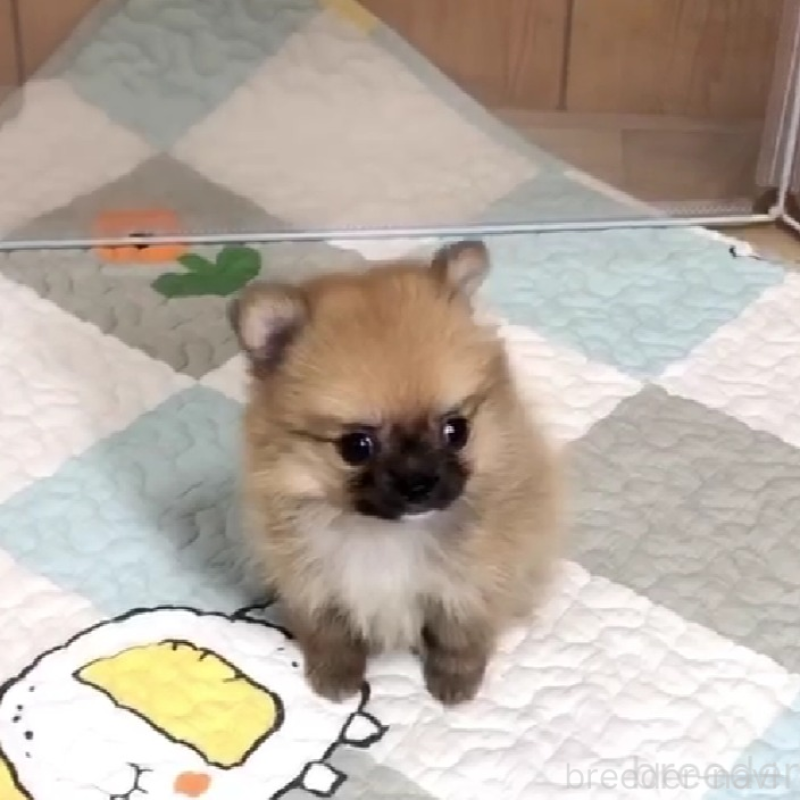 販売中の千葉県のポメチワ:ポメラニアン×チワワ-453471の5枚目