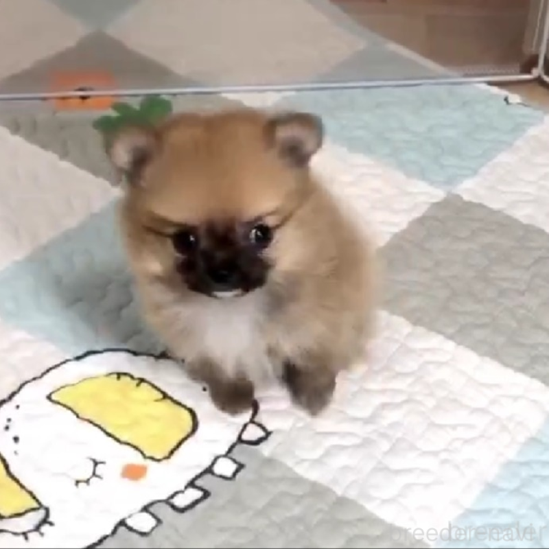 販売中の千葉県のポメチワ:ポメラニアン×チワワ-453471の4枚目