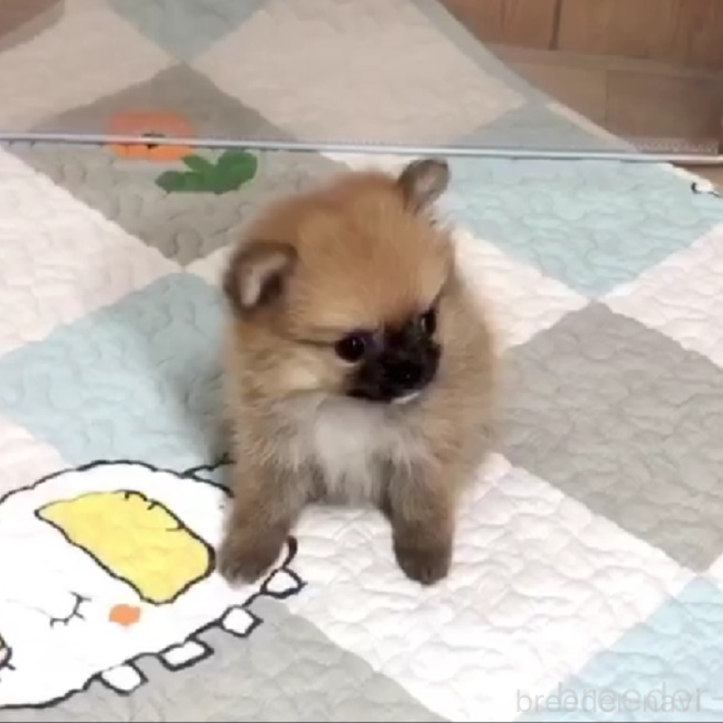 販売中の千葉県のポメチワ:ポメラニアン×チワワ-453471の3枚目