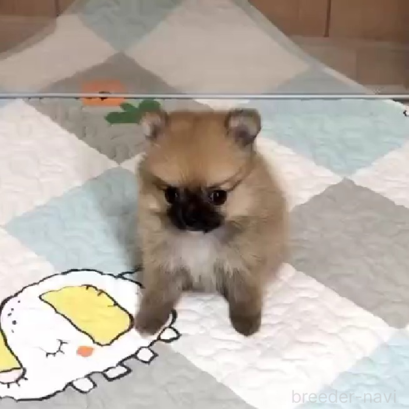 販売中の千葉県のポメチワ:ポメラニアン×チワワ-453471の2枚目