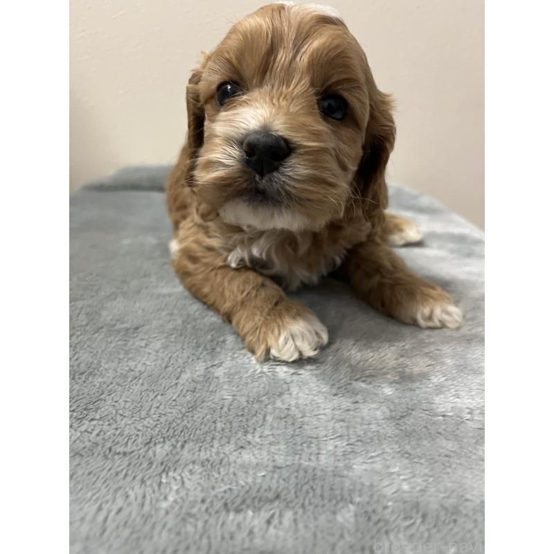 販売中の埼玉県のミックス犬-453474の6枚目