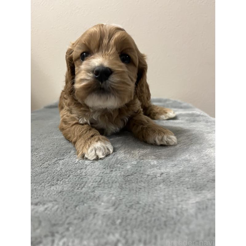 販売中の埼玉県のミックス犬-453474の5枚目