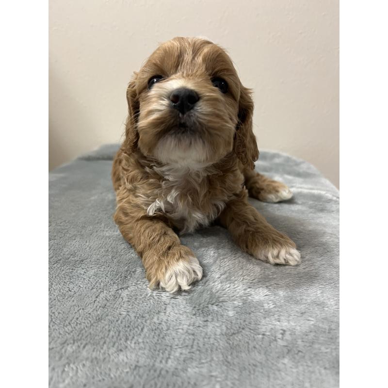 販売中の埼玉県のミックス犬-453474の4枚目