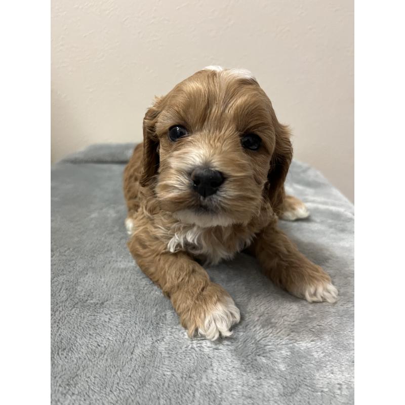 販売中の埼玉県のミックス犬-453474の3枚目