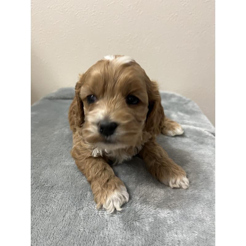 販売中の埼玉県のミックス犬-453474の2枚目