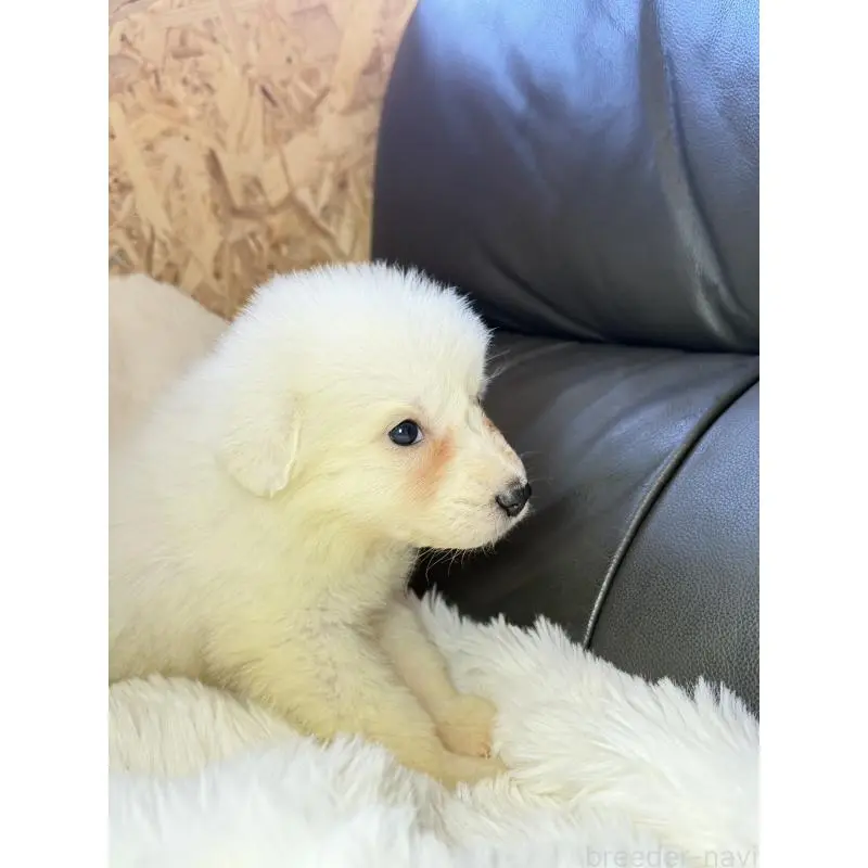 販売中の福岡県のグレートピレニーズ-453476の4枚目