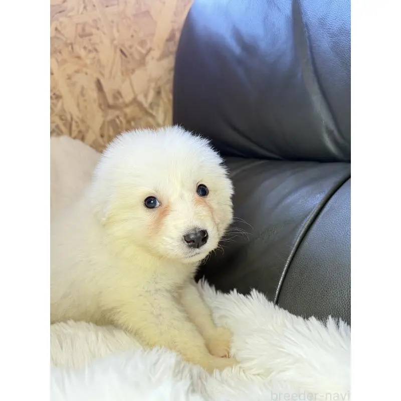 販売中の福岡県のグレートピレニーズ-453476の3枚目