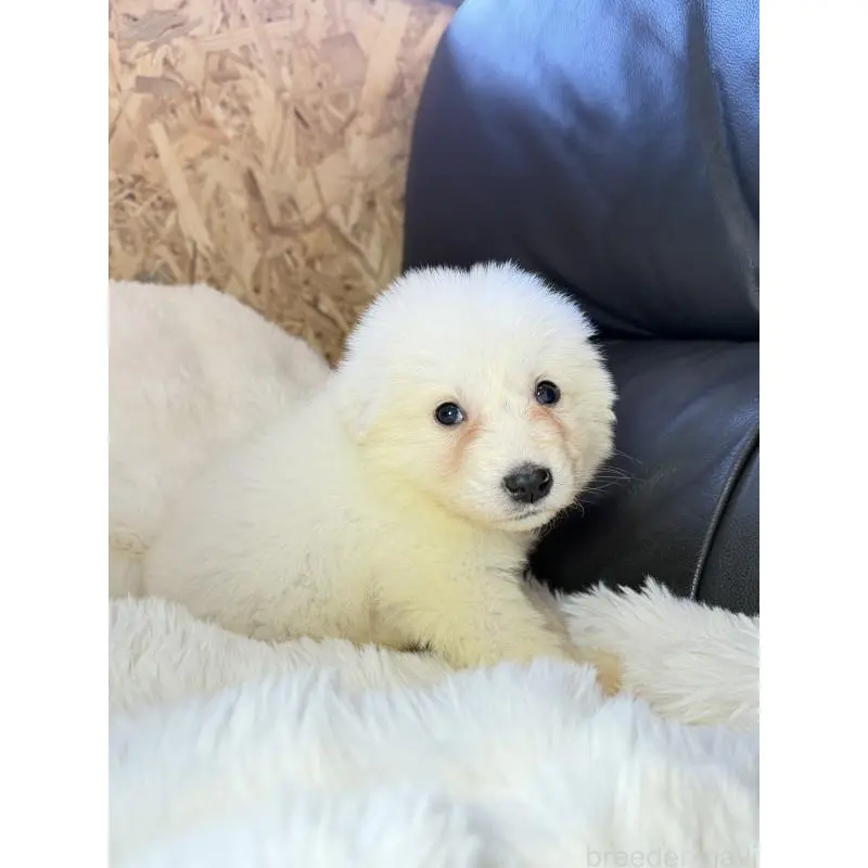 販売中の福岡県のグレートピレニーズ-453476の2枚目