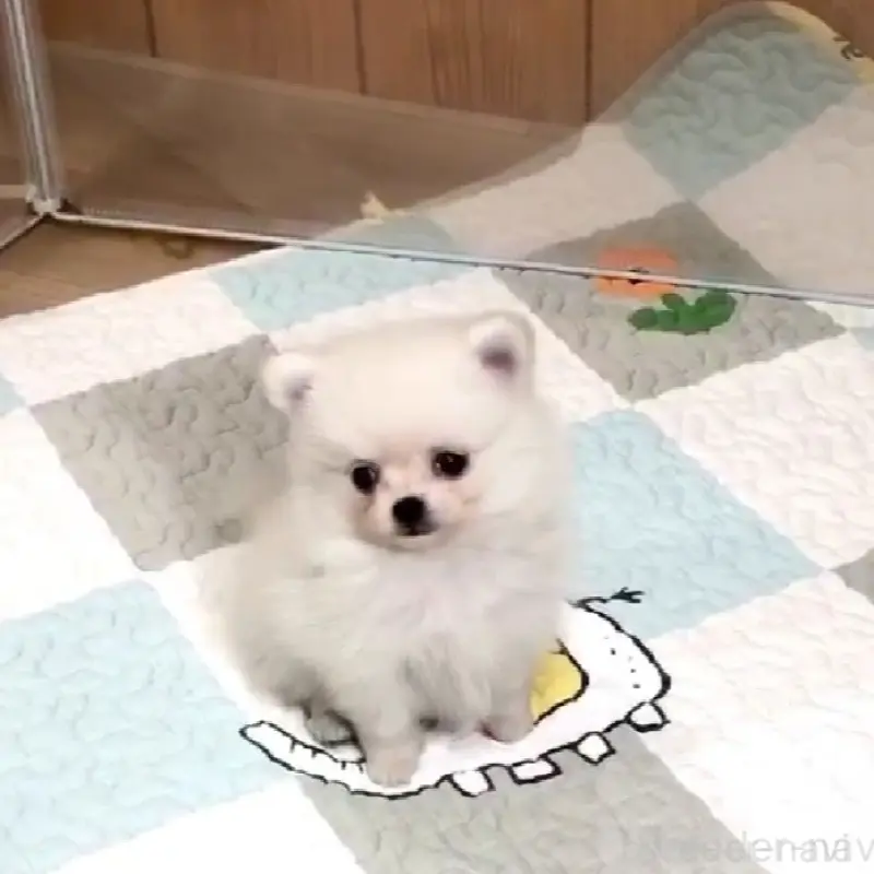 販売中の千葉県のポメチワ:ポメラニアン×チワワ-453475の5枚目