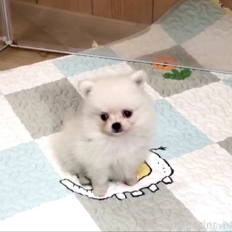 販売中の千葉県のポメチワ:ポメラニアン×チワワ-453475の4枚目